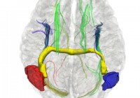Cientista campo-grandense descobre novas estruturas no cérebro