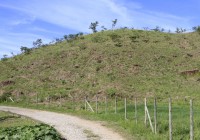 Reflorestamento do Morro Luis Barata na “Trindade Santa” depende também da população
