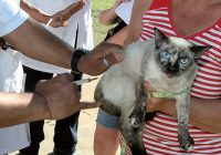 Vacinação de cães e gatos chega a Campo Grande e Guaratiba