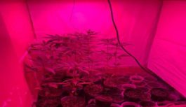Cultivava maconha em casa e foi preso em Campo Grande Cultivava maconha em casa e foi preso em Campo Grande