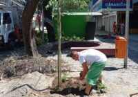 Árvores foram envenenadas no Calçadão de Campo Grande