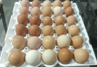 Produtora em Ilha de Guaratiba usa técnica da Embrapa para garantir qualidade dos ovos