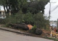 Instituto Matadouro de Santa Cruz lamenta corte de árvores históricas